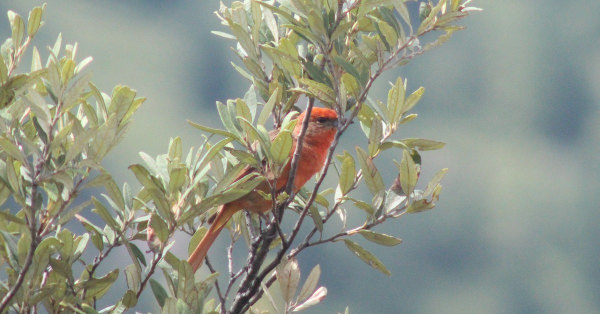 Hepatic Tanager - BJ dooley