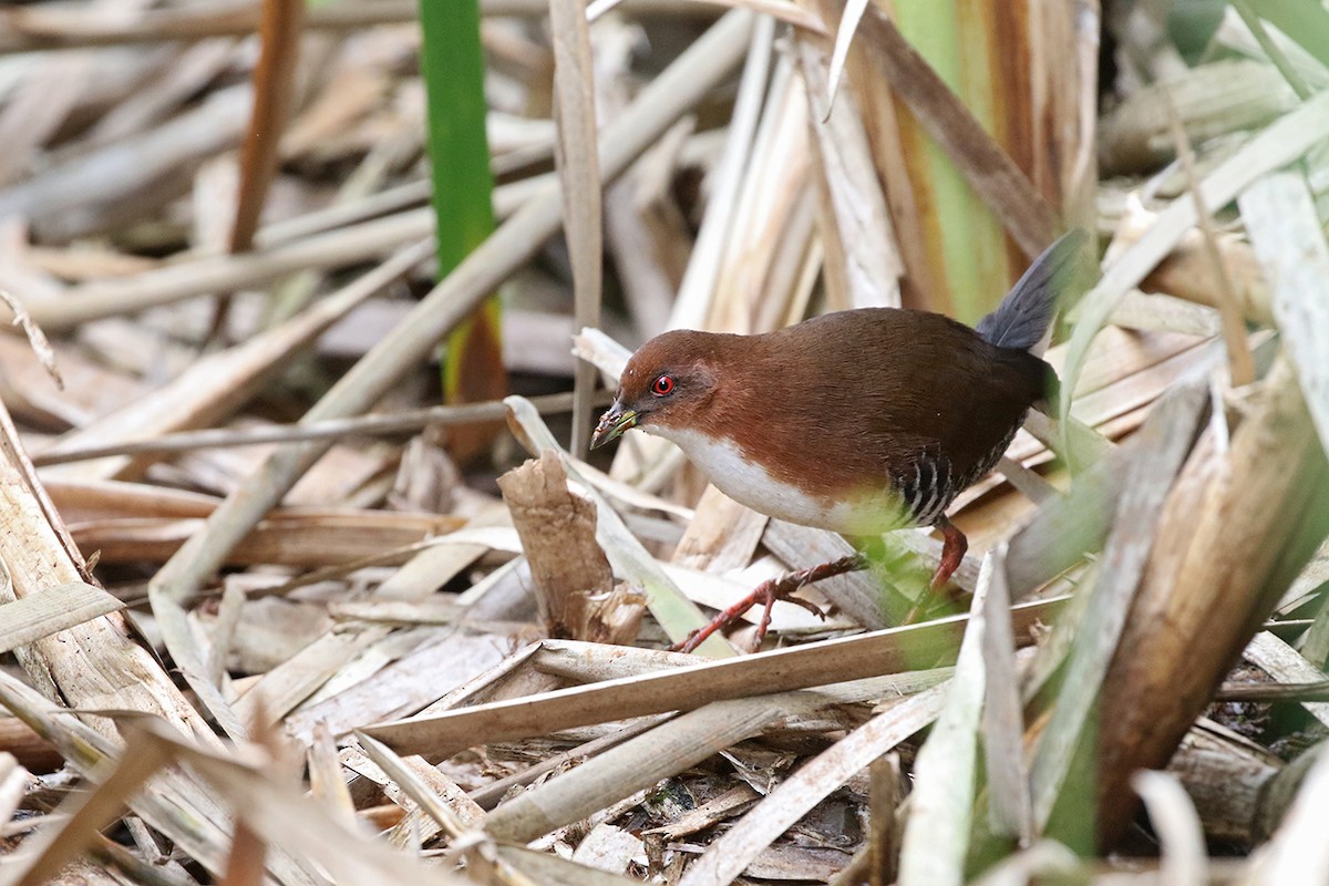 Red-and-white Crake - Charley Hesse TROPICAL BIRDING