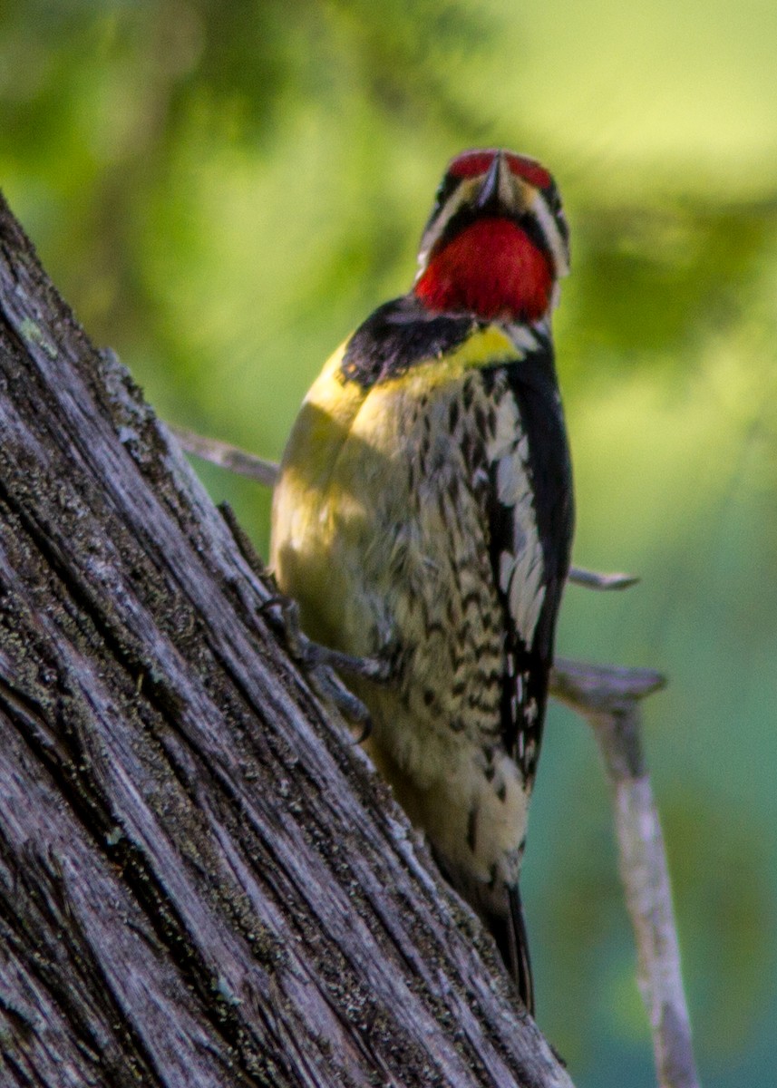 Yellow-bellied Sapsucker - ML110770451