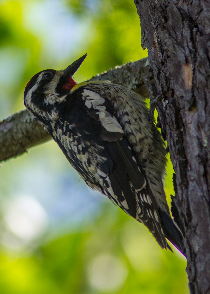 Yellow-bellied Sapsucker - ML110770491