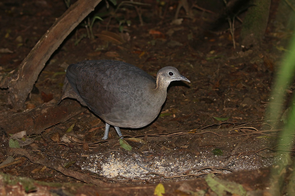 Solitary Tinamou - ML110770591