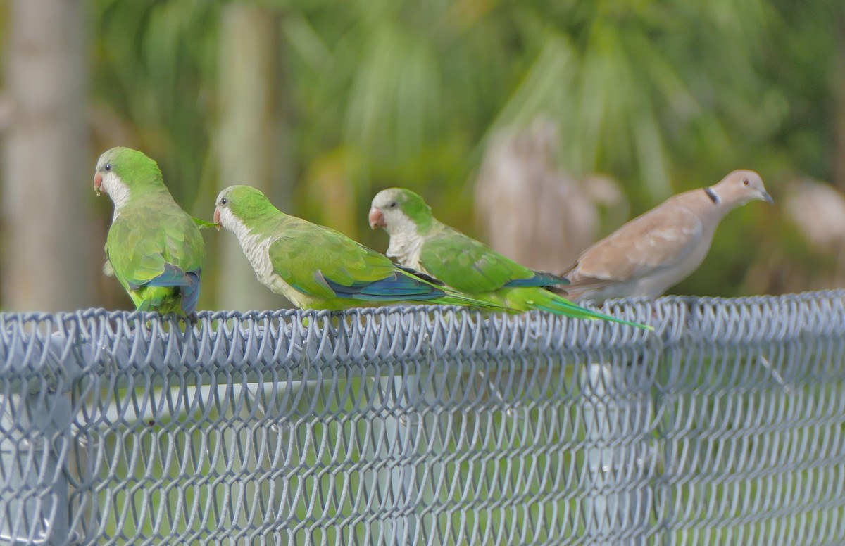 Monk Parakeet - Dave Bowman