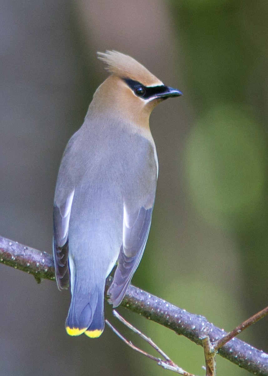 Cedar Waxwing - ML110771201