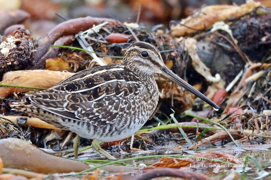 Wilson's Snipe - Lisa Walker
