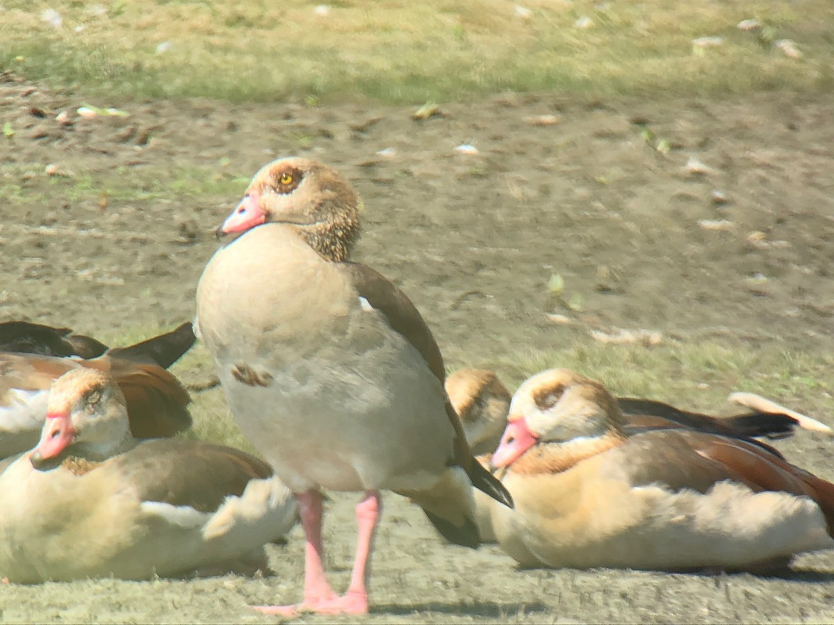 Egyptian Goose - ML110772451
