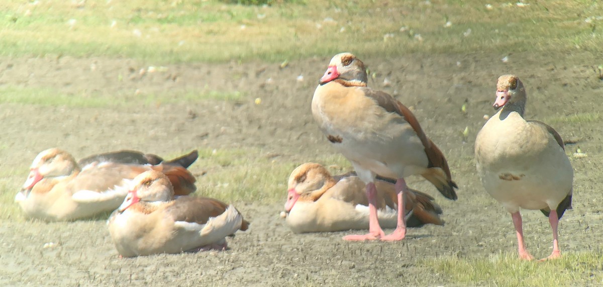 Egyptian Goose - ML110772461