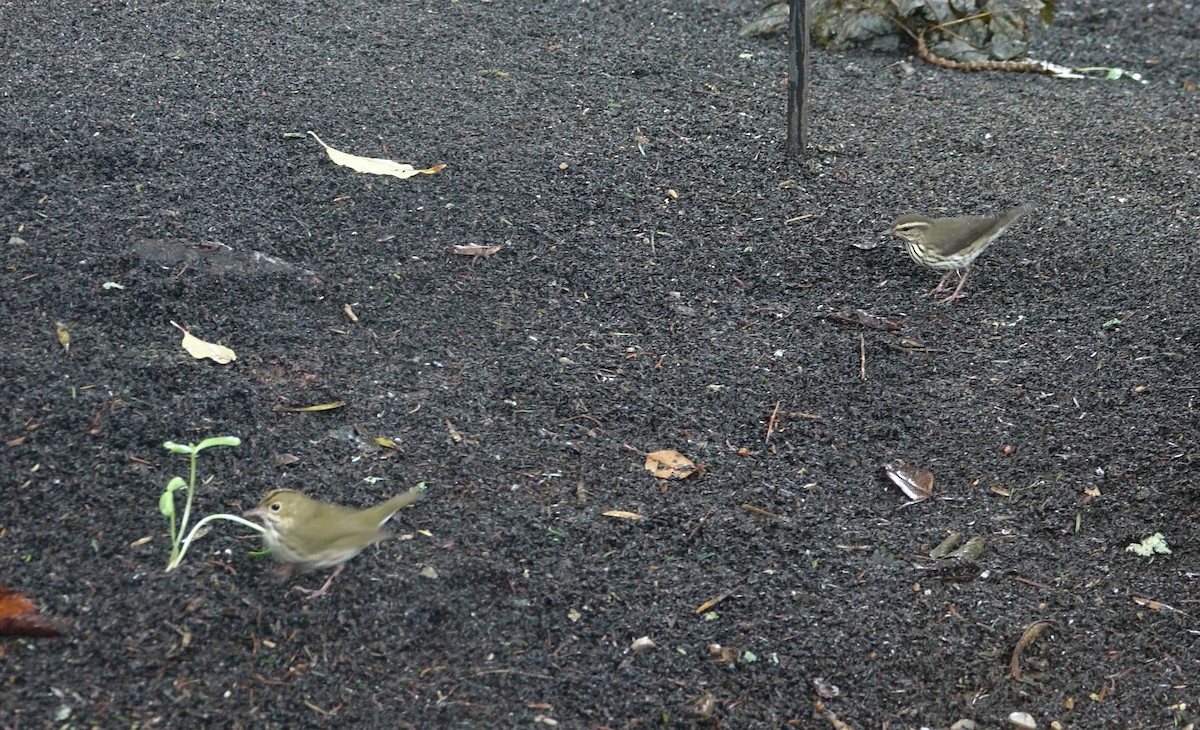 Northern Waterthrush - ML110772611