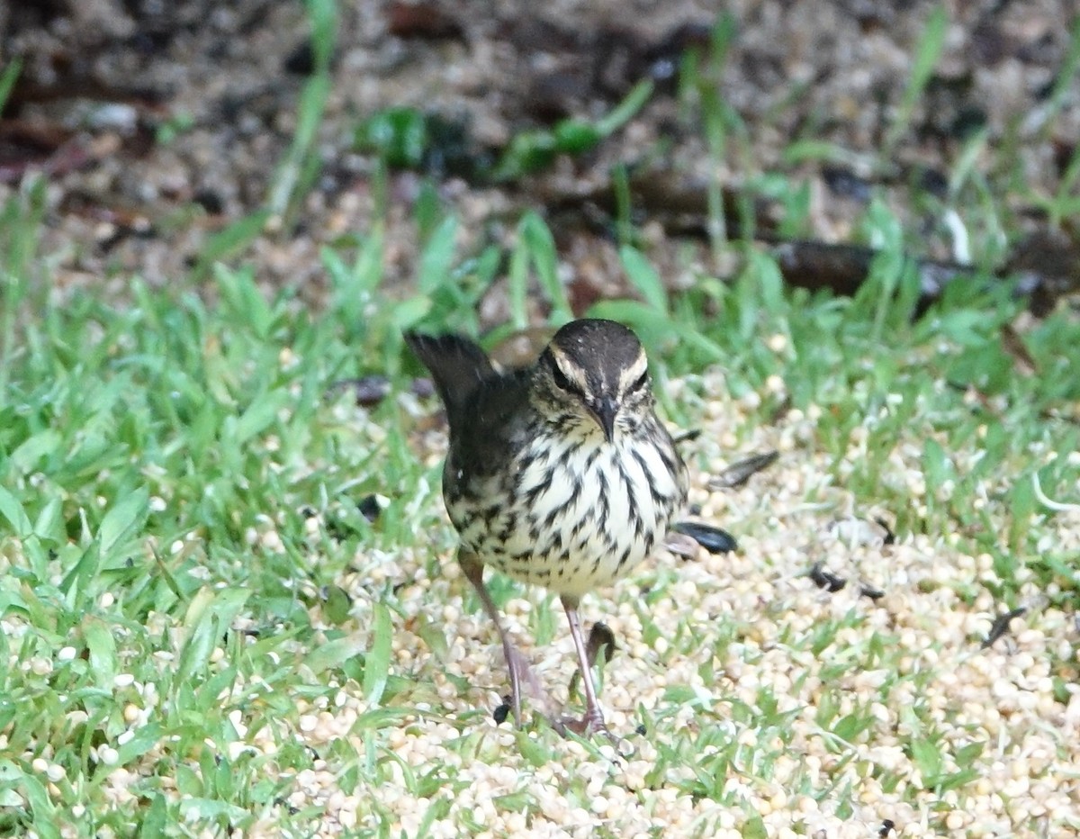 Northern Waterthrush - Robert Dixon