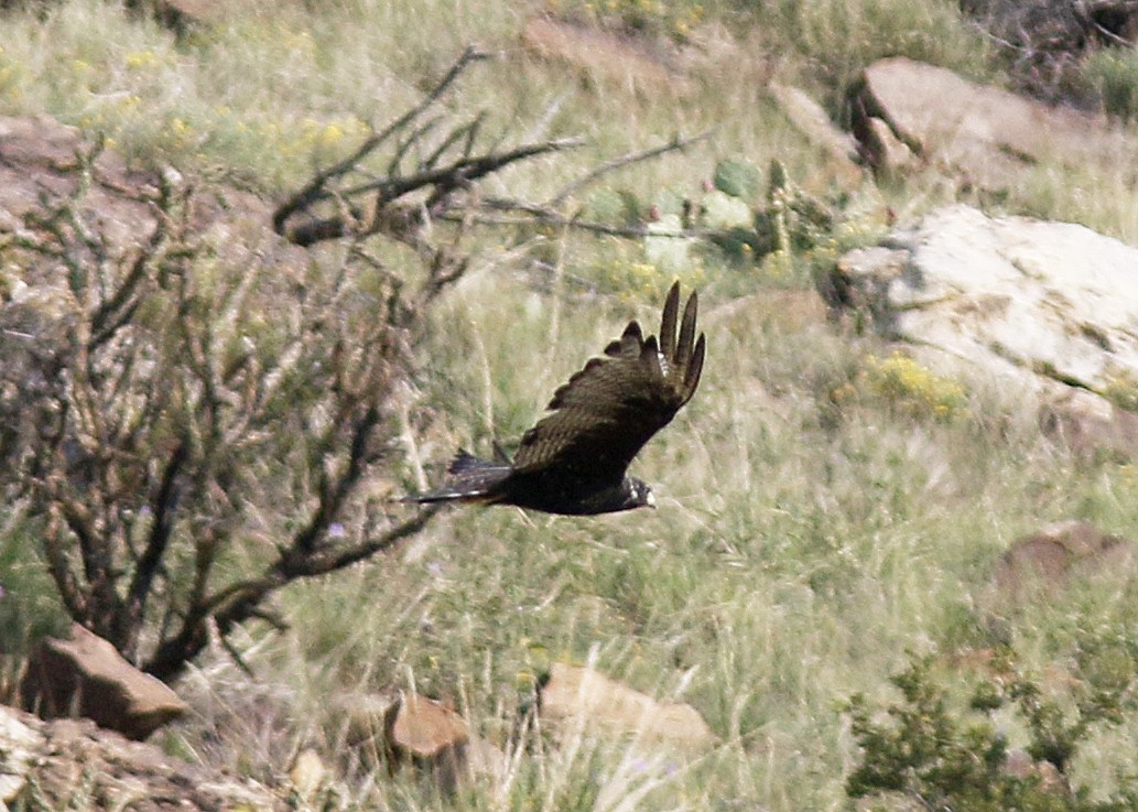 Zone-tailed Hawk - ML110772711