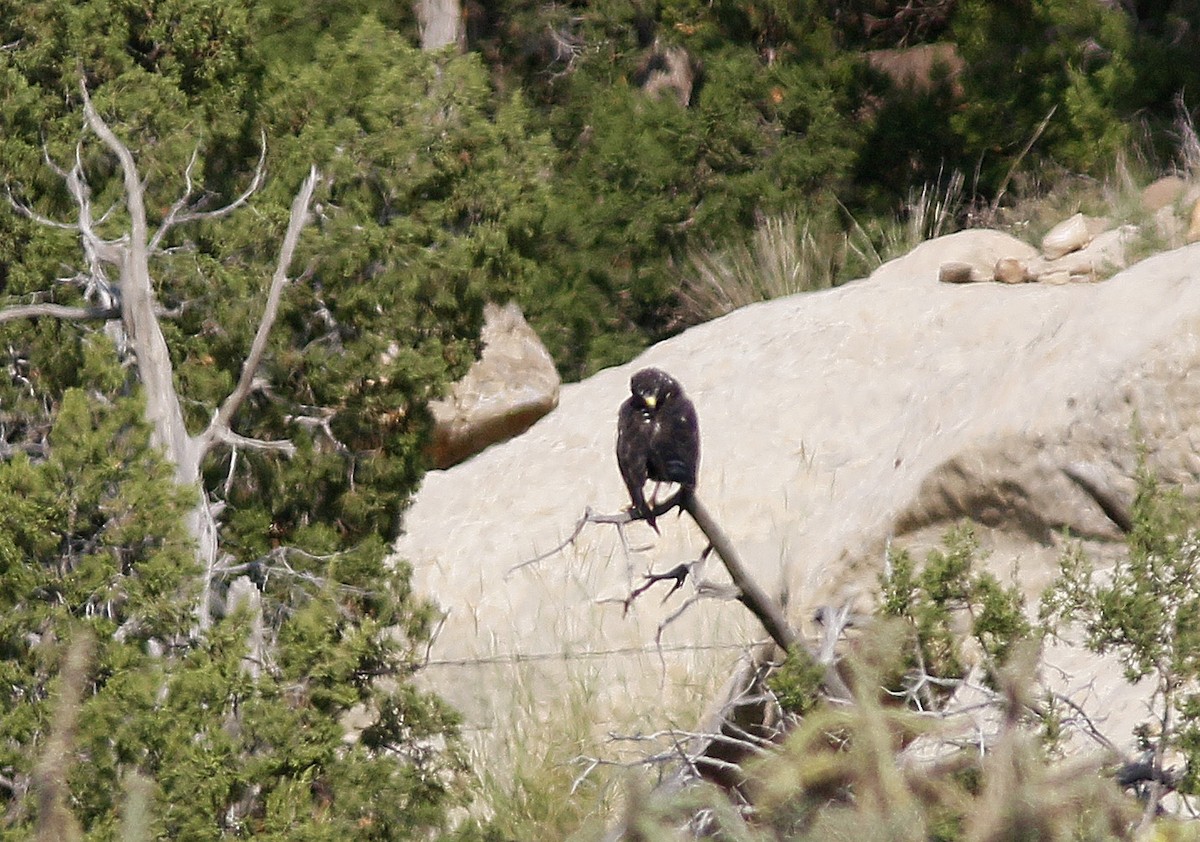 Zone-tailed Hawk - ML110772751