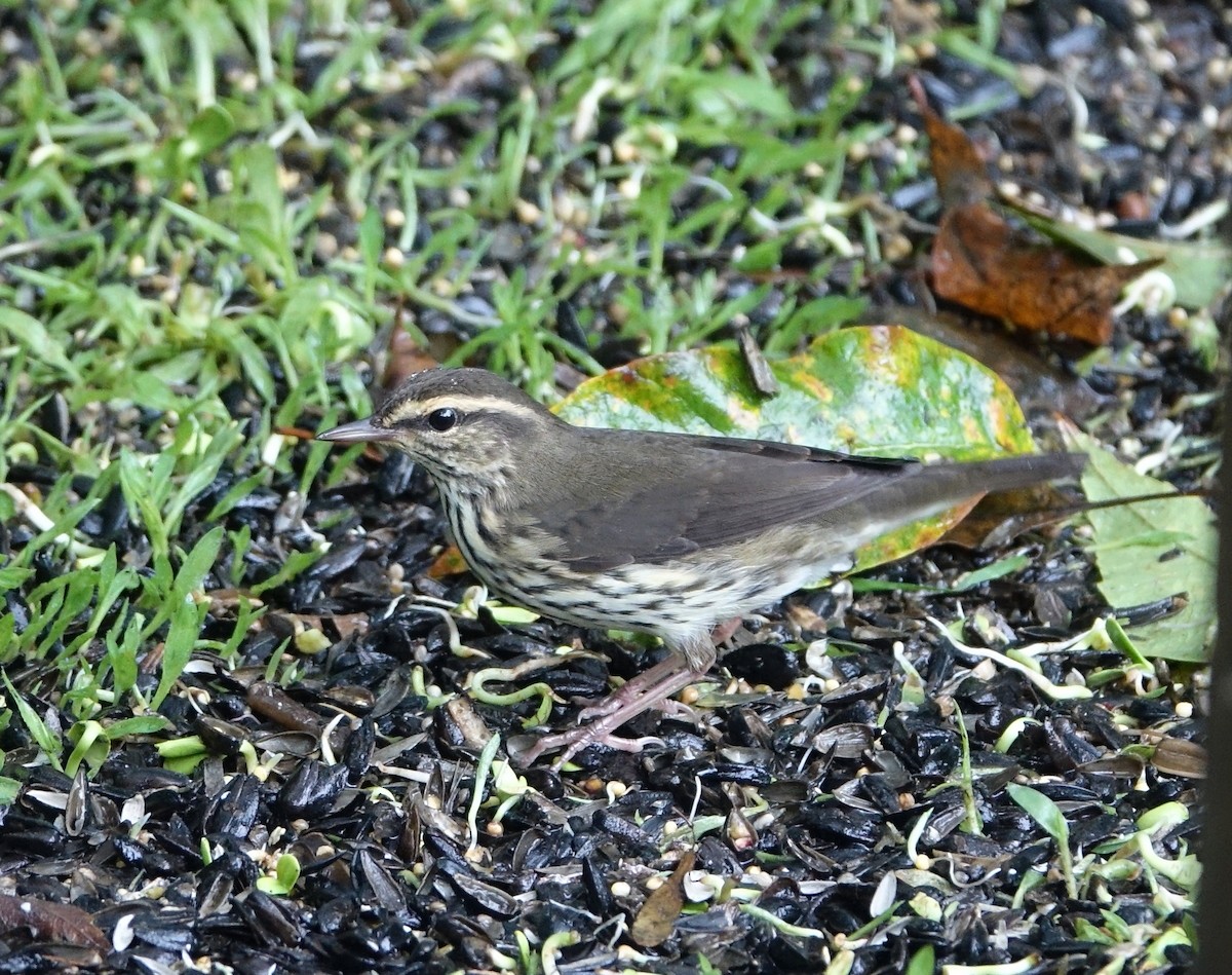 Northern Waterthrush - Robert Dixon