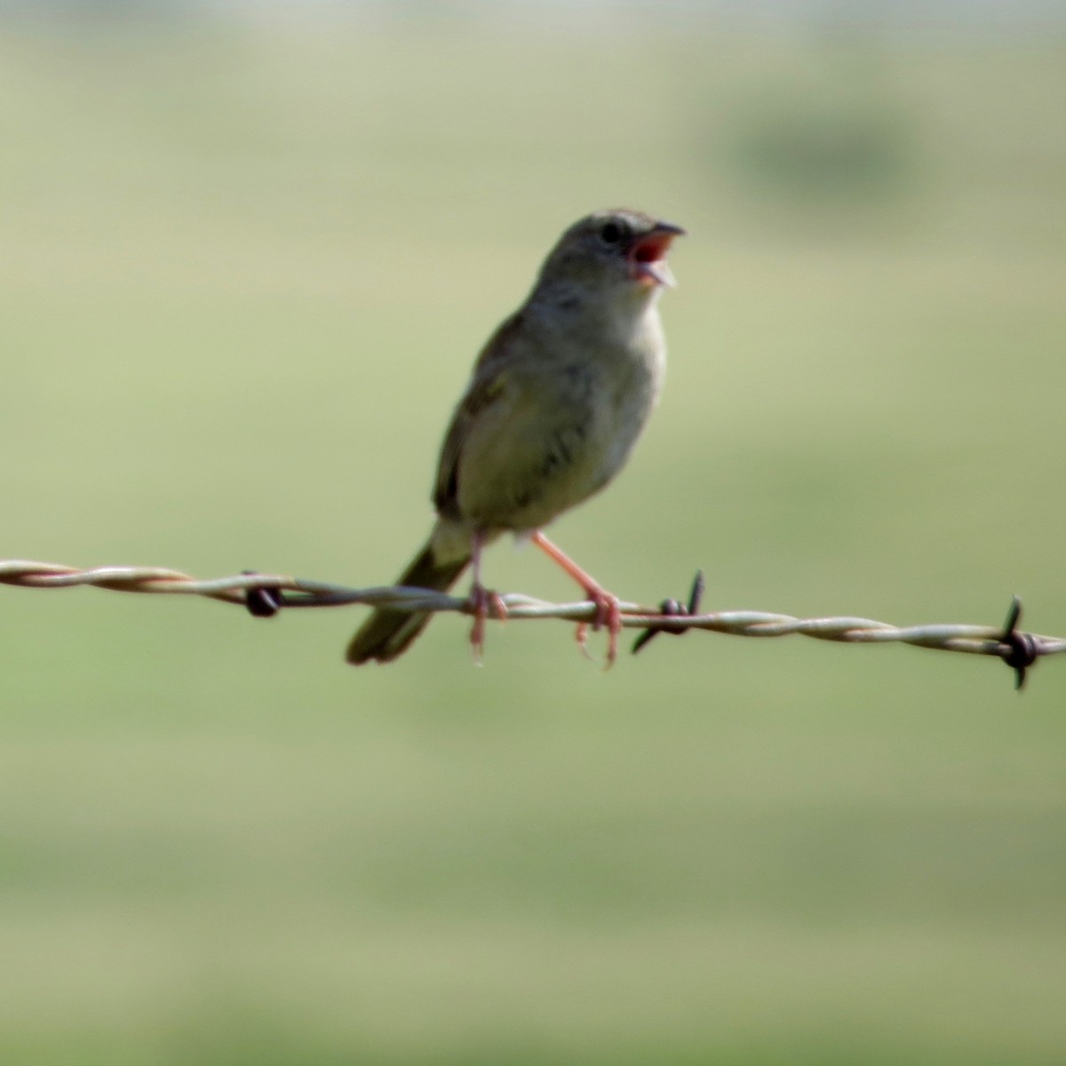 Botteri's Sparrow - ML110772831