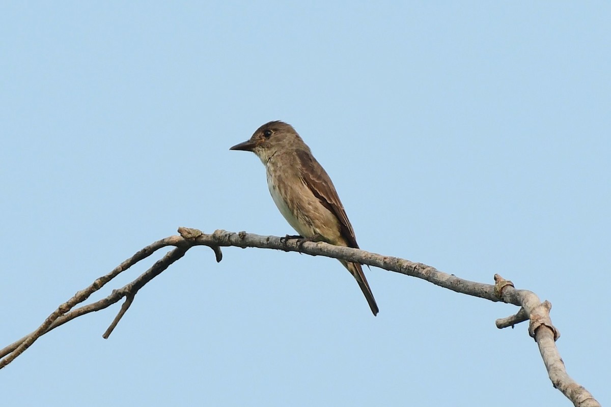 Olive-sided Flycatcher - ML110773611