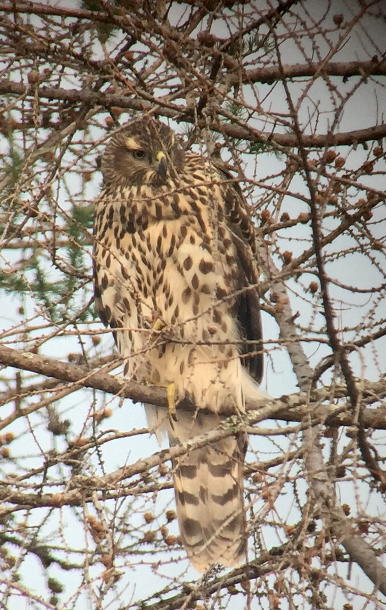 American Goshawk - ML110773921