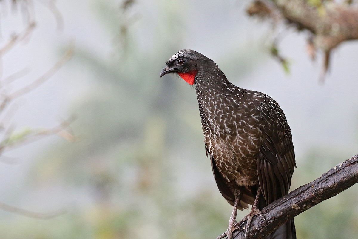 Dusky-legged Guan - Charley Hesse