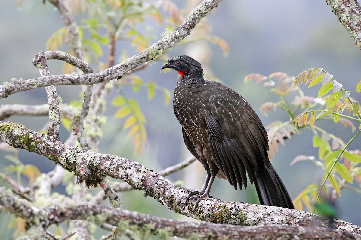 Dusky-legged Guan - Charley Hesse