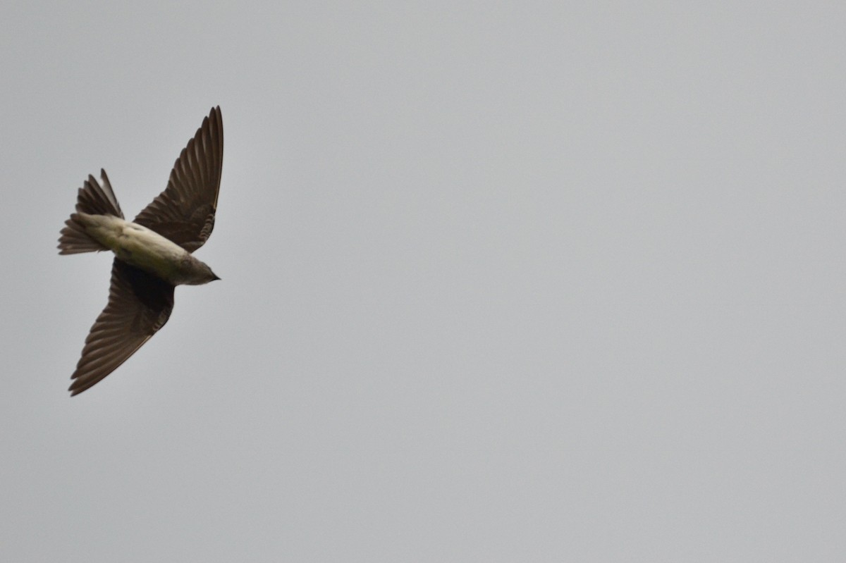 Purple Martin - ML110776951
