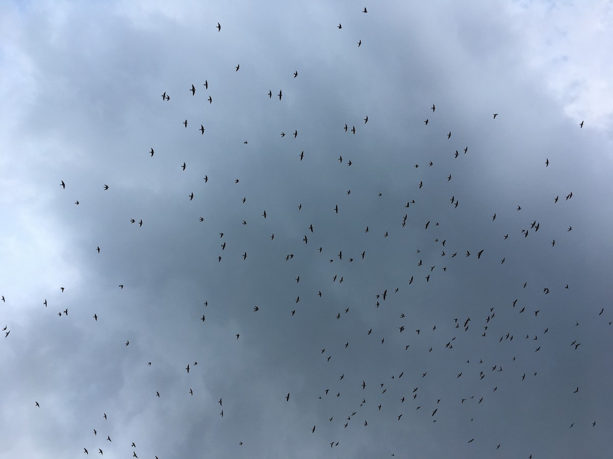Purple Martin - ML110776971