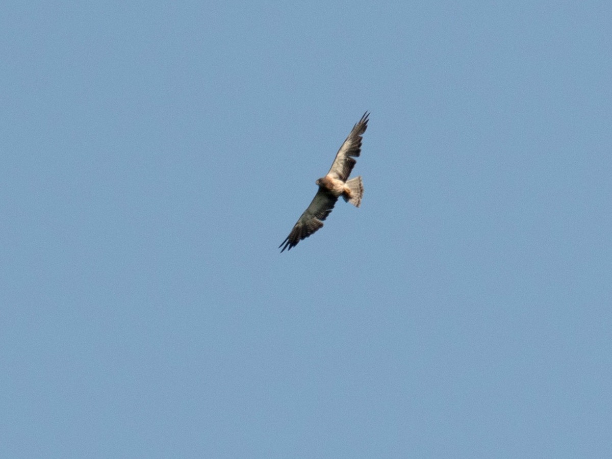 Swainson's Hawk - ML110777481