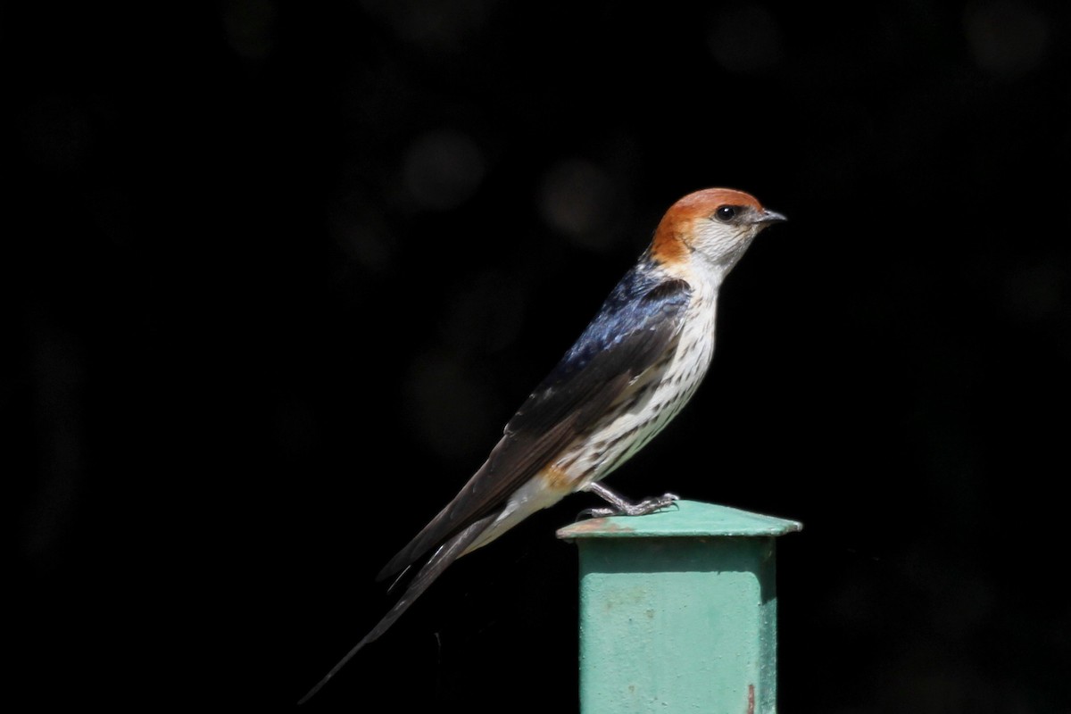 Greater Striped Swallow - ML110778991