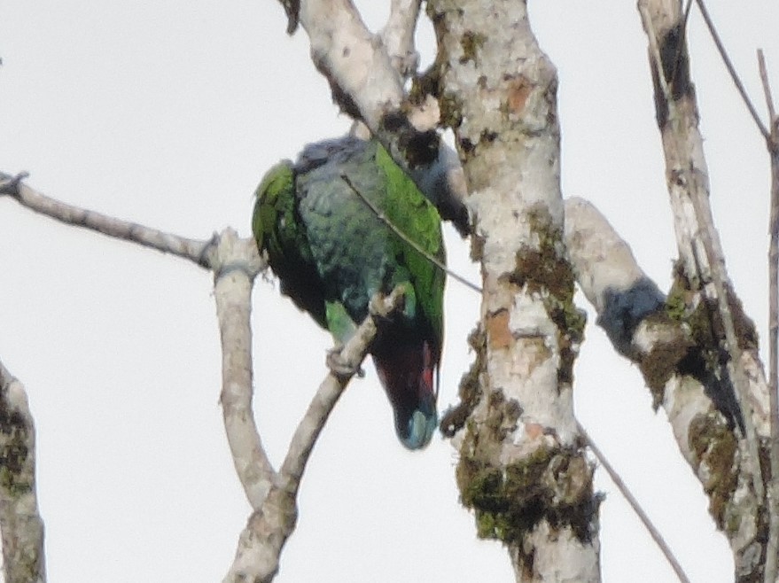 Schwarzohrpapagei (menstruus/rubrigularis) - ML110781941