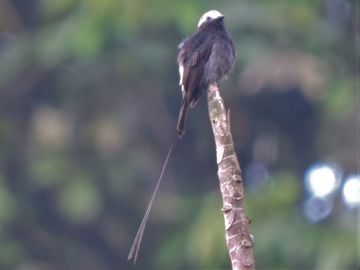 Long-tailed Tyrant - ML110782021