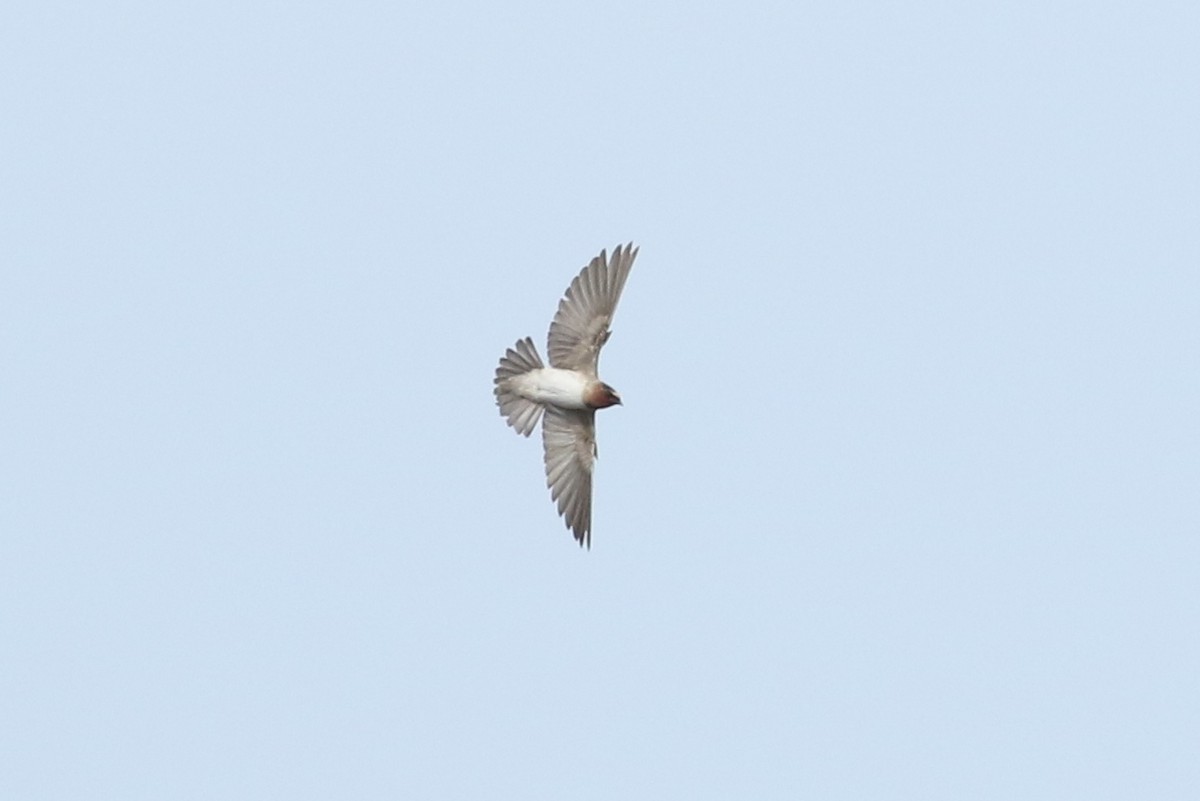 Cliff Swallow - ML110785221