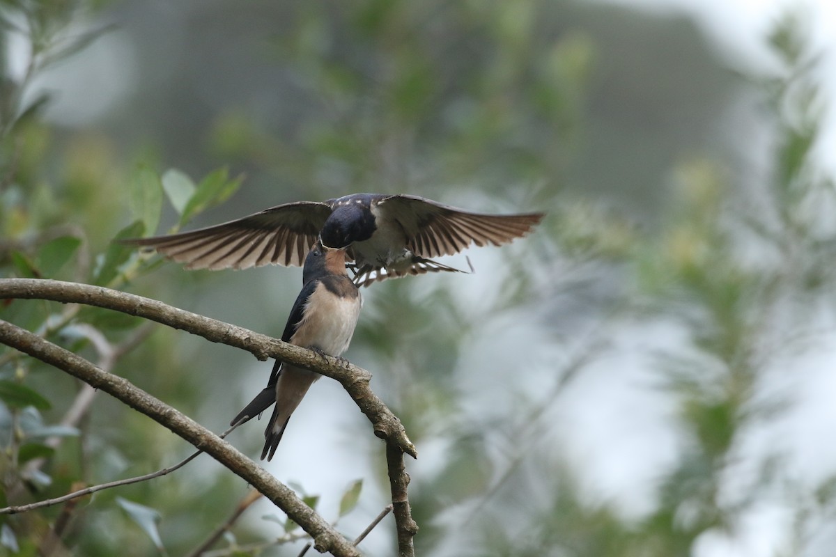 Hirondelle rustique - ML110785491