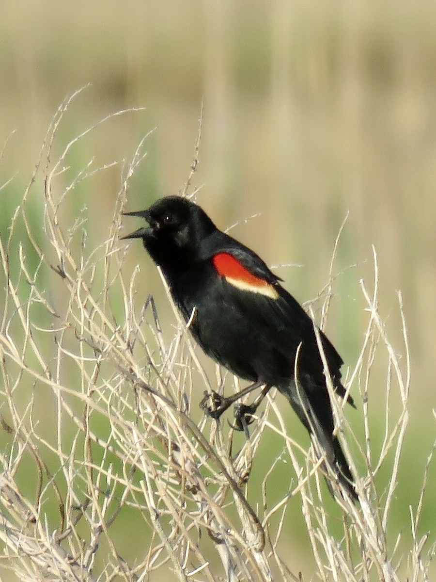Red-winged Blackbird - ML110786271