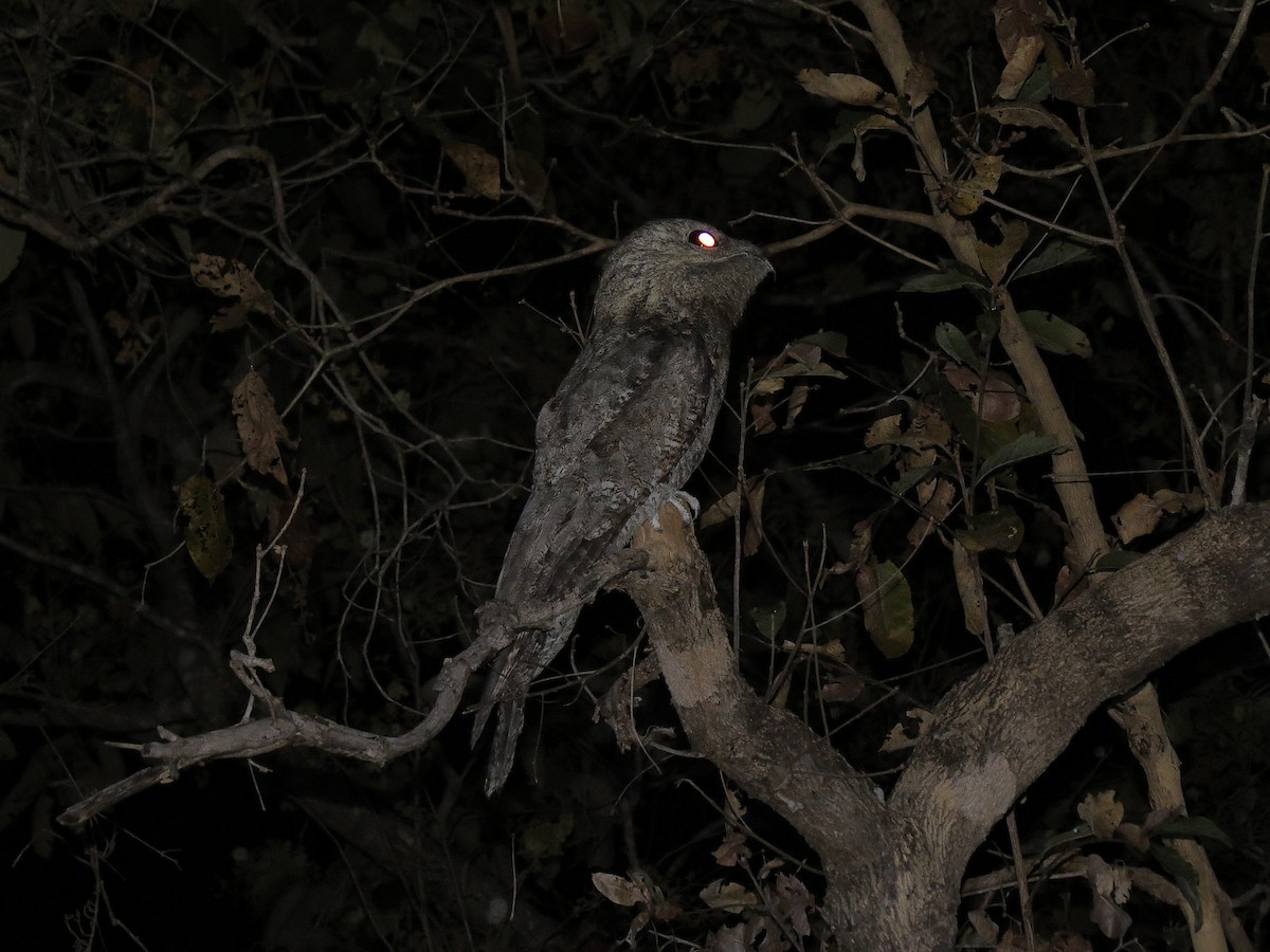 オオタチヨタカ - ML110789871