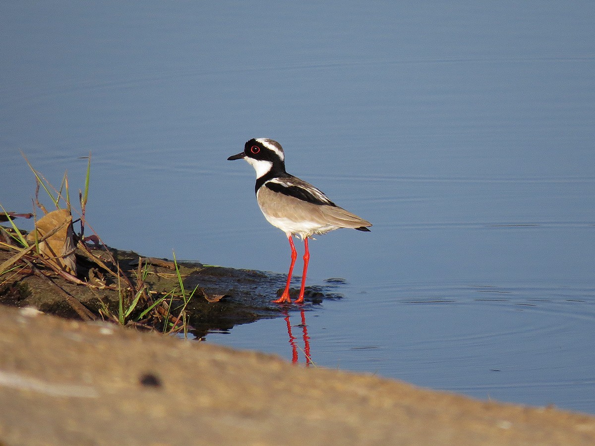 マダラゲリ - ML110790091