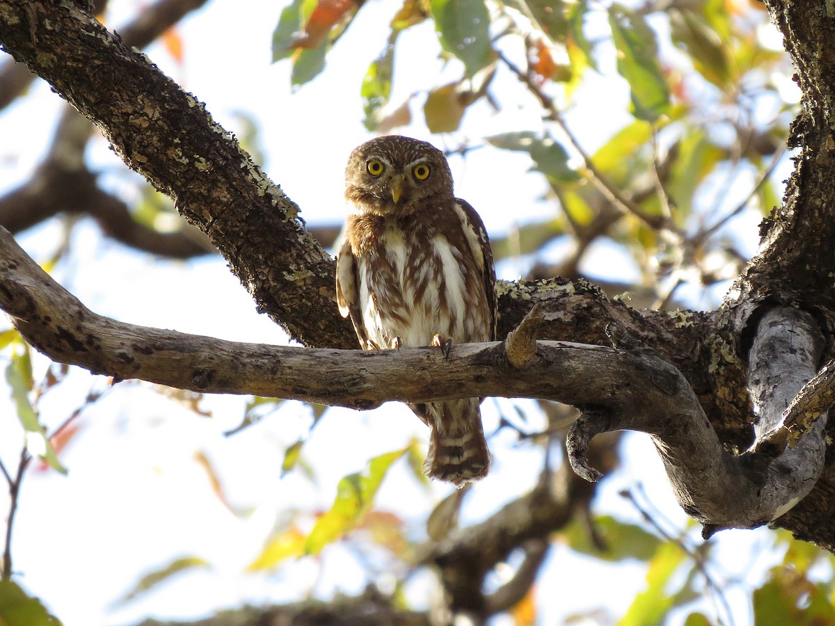 Ferruginous Pygmy-Owl - ML110790921