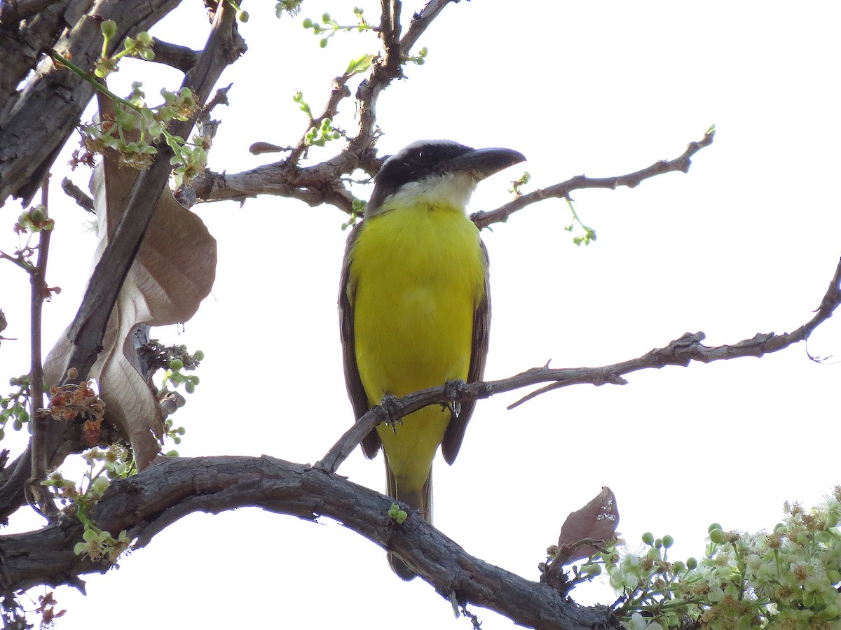 Boat-billed Flycatcher - ML110791121