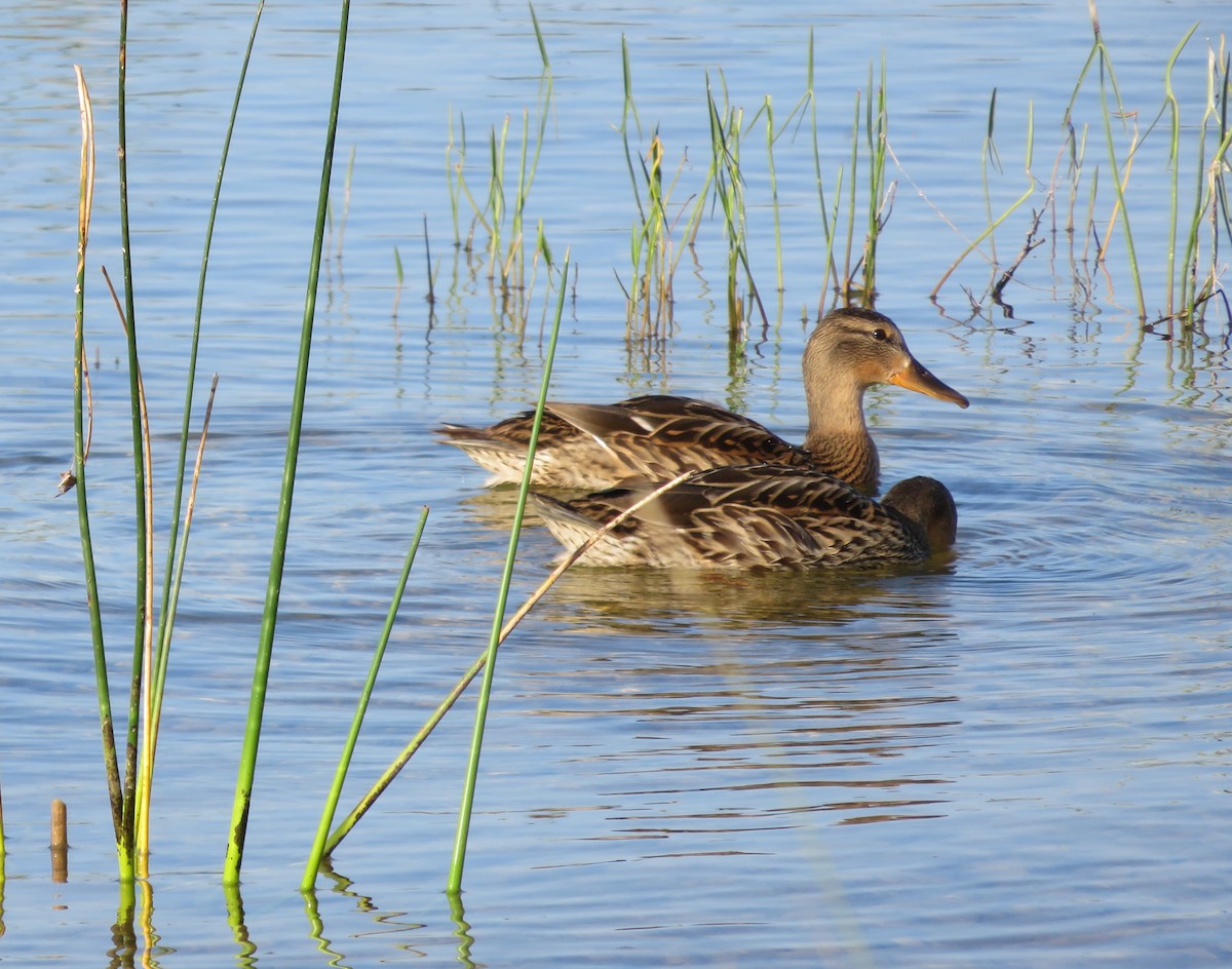 Зэрлэг нугас - ML110792601