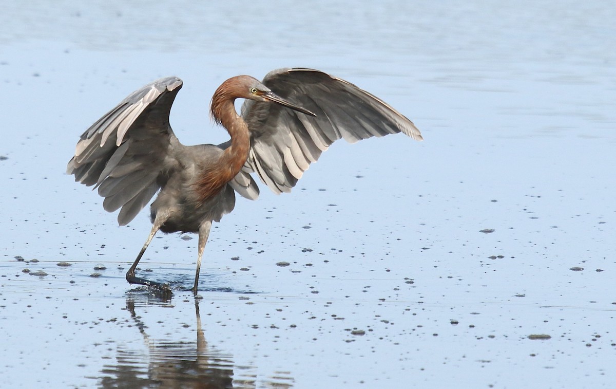 Reddish Egret - ML110796471