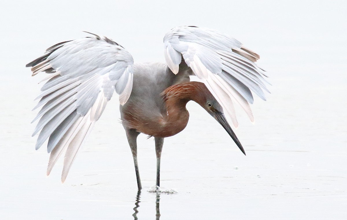 Reddish Egret - ML110796491