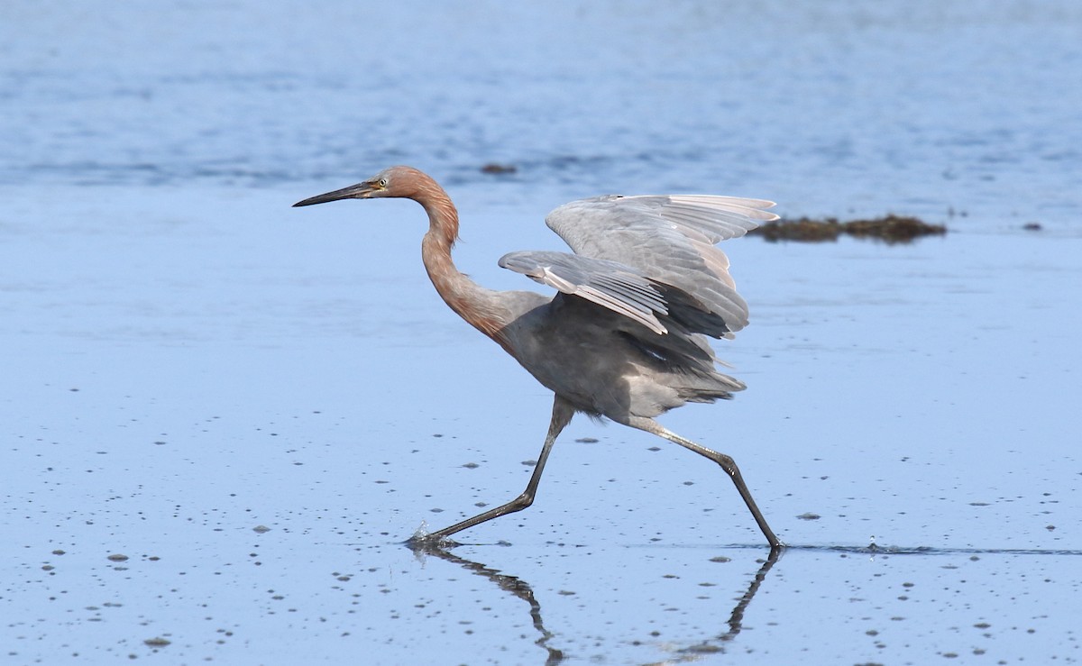 Reddish Egret - Greg Gillson