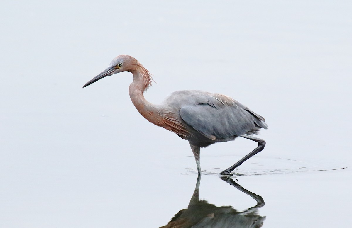 Reddish Egret - ML110796561