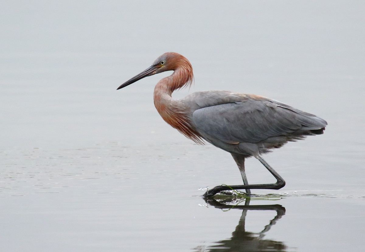 Reddish Egret - Greg Gillson