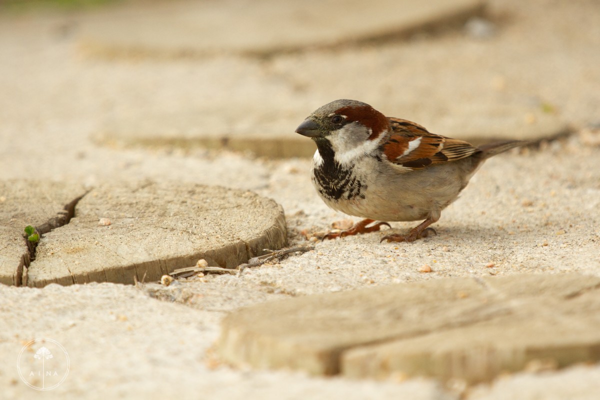 House Sparrow - ML110797081