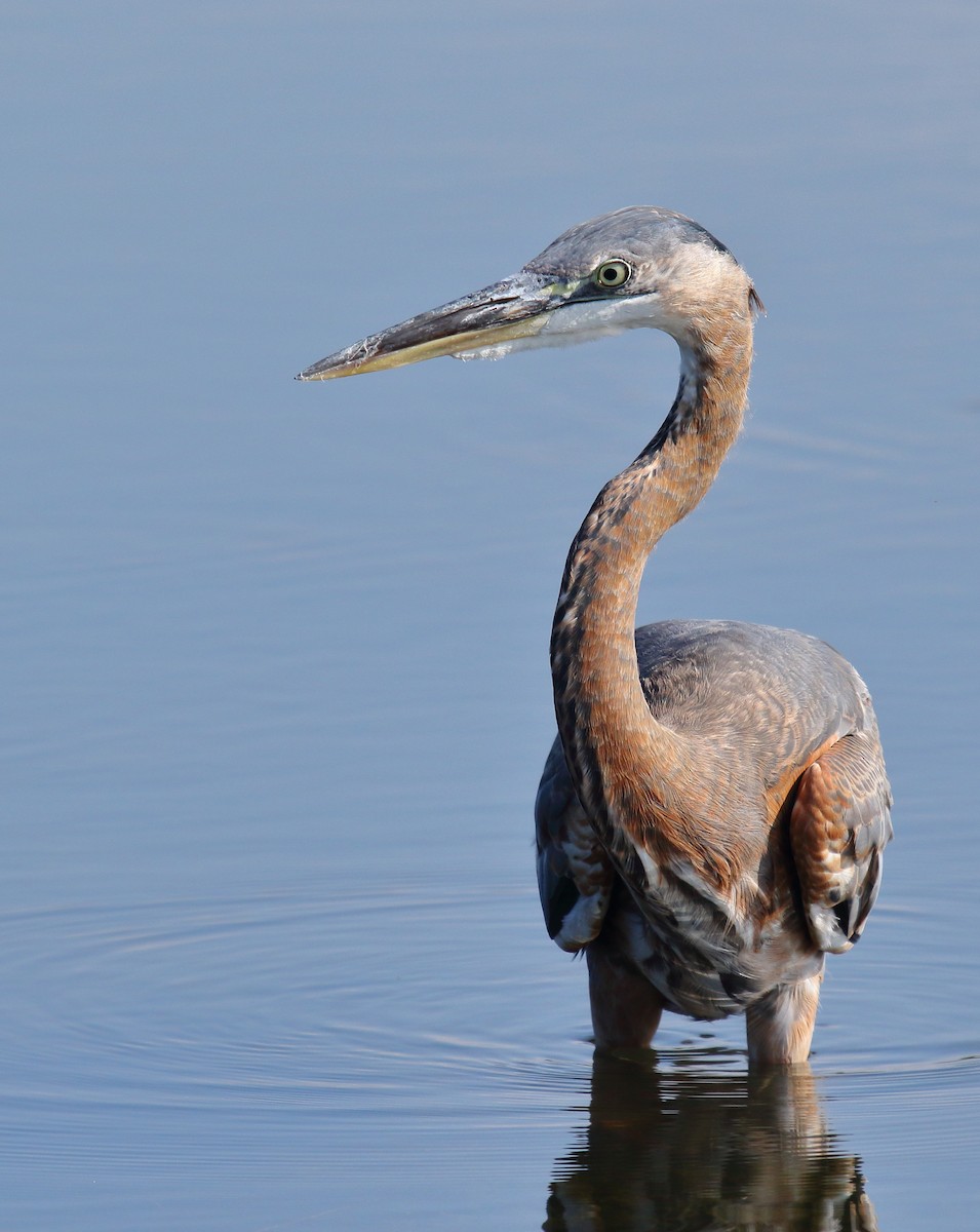 Great Blue Heron - ML110797181