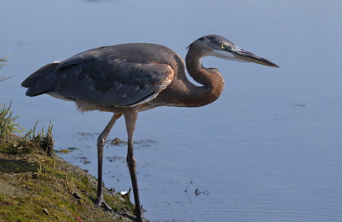 Great Blue Heron - Greg Gillson