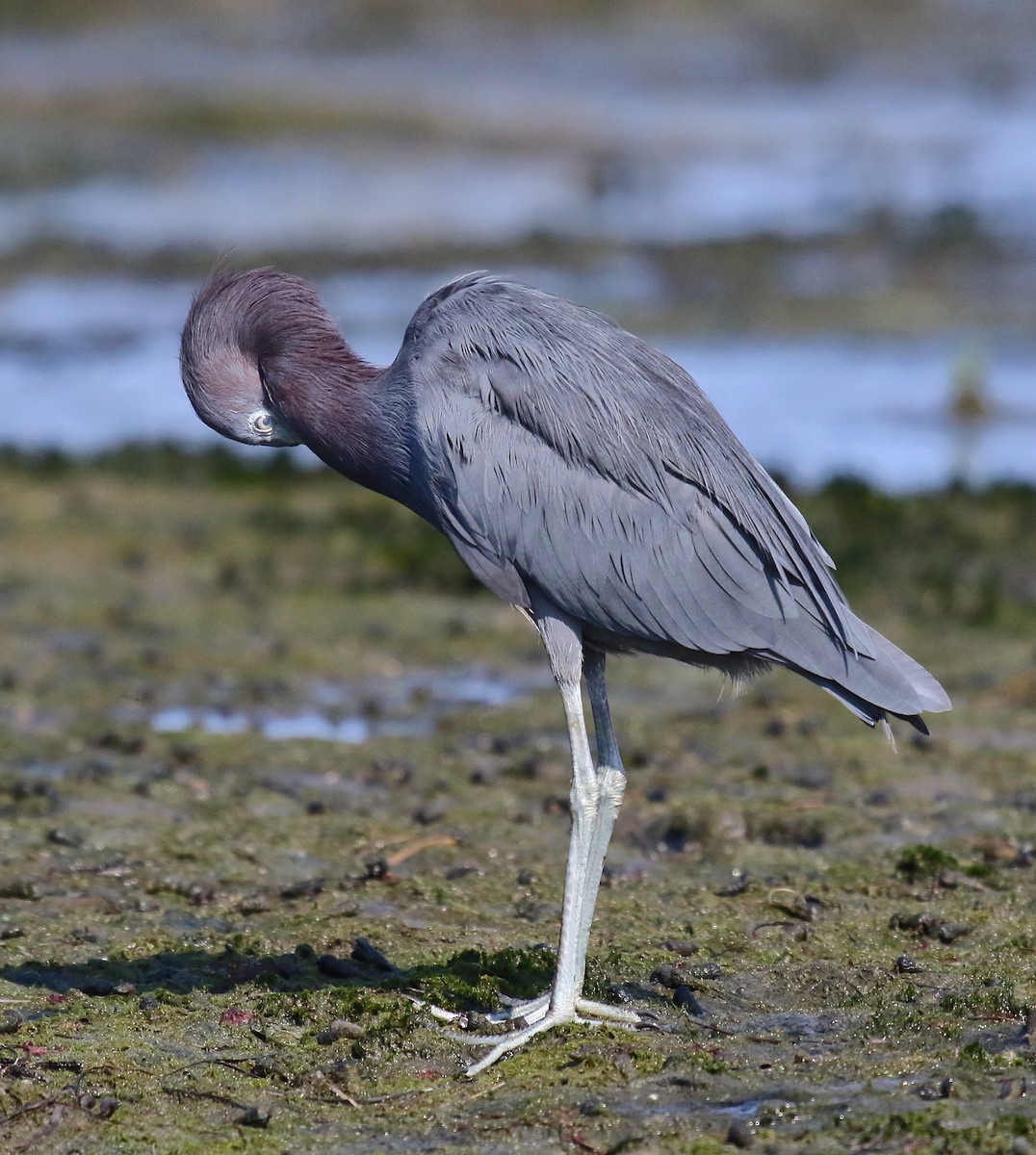 Aigrette bleue - ML110797611