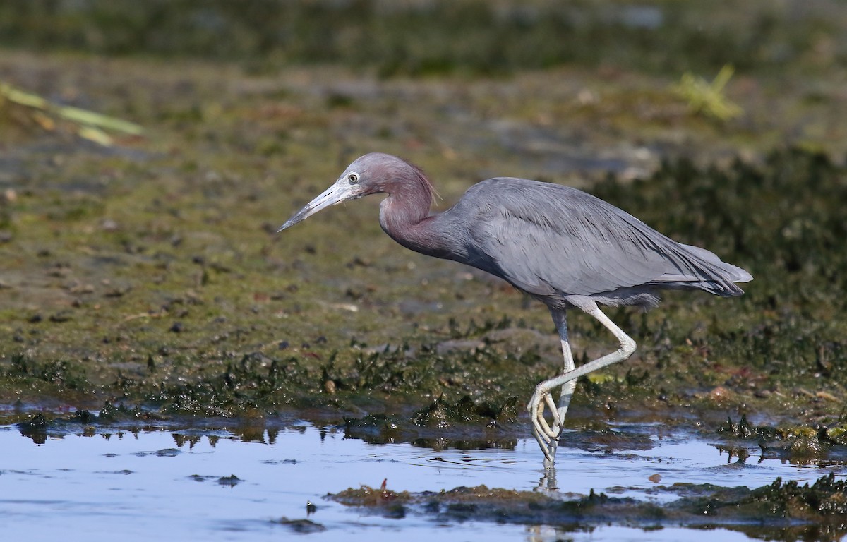 Little Blue Heron - Greg Gillson