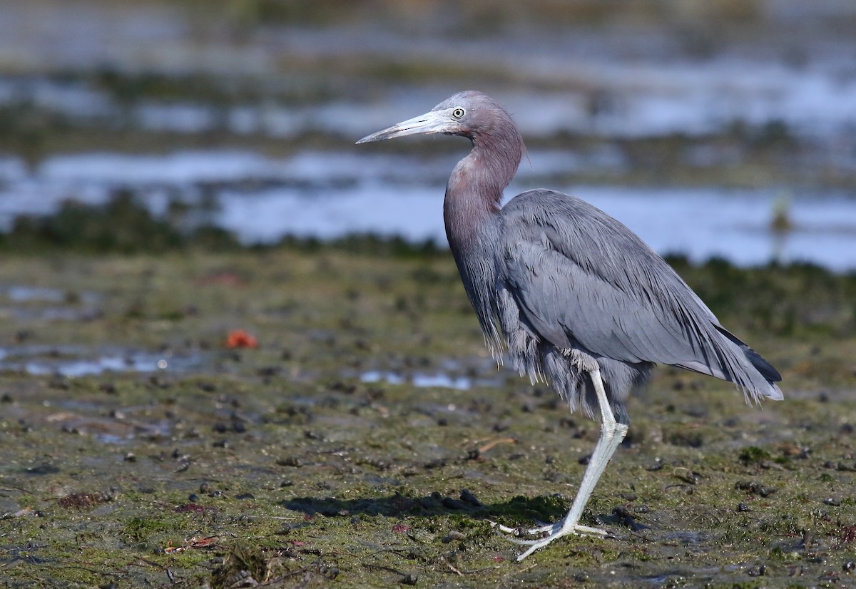 Little Blue Heron - Greg Gillson