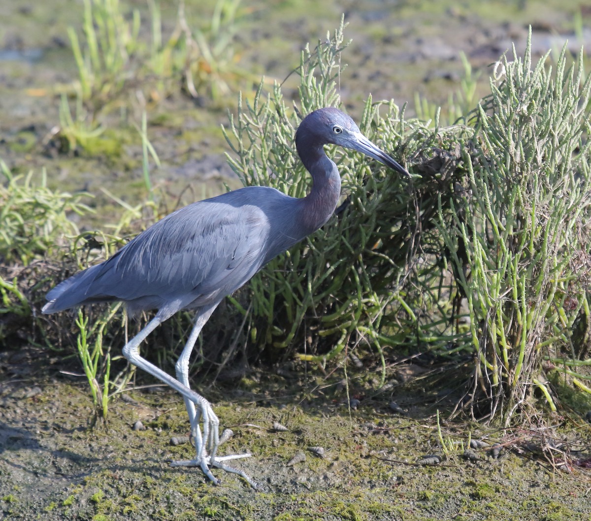 Little Blue Heron - ML110797731