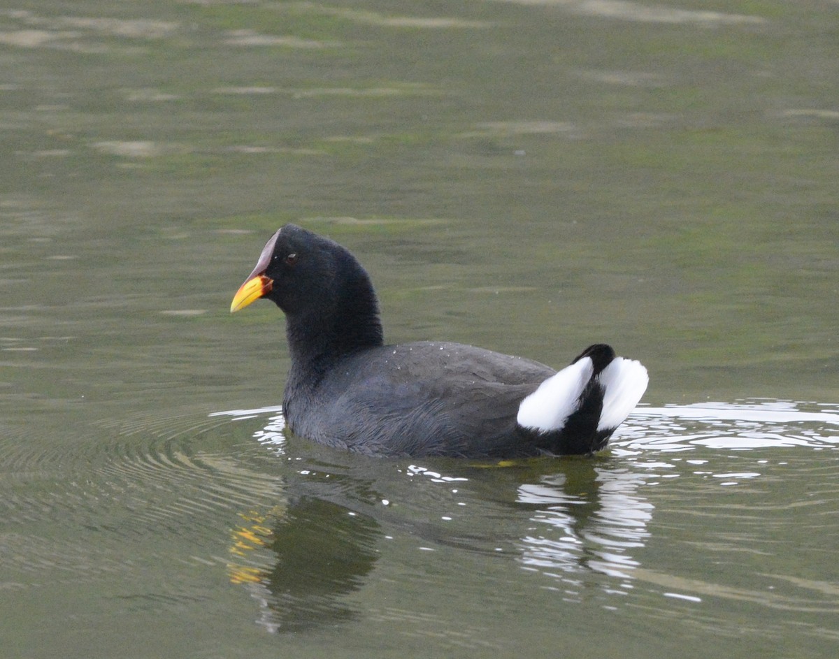 Red-fronted Coot - ML110801721