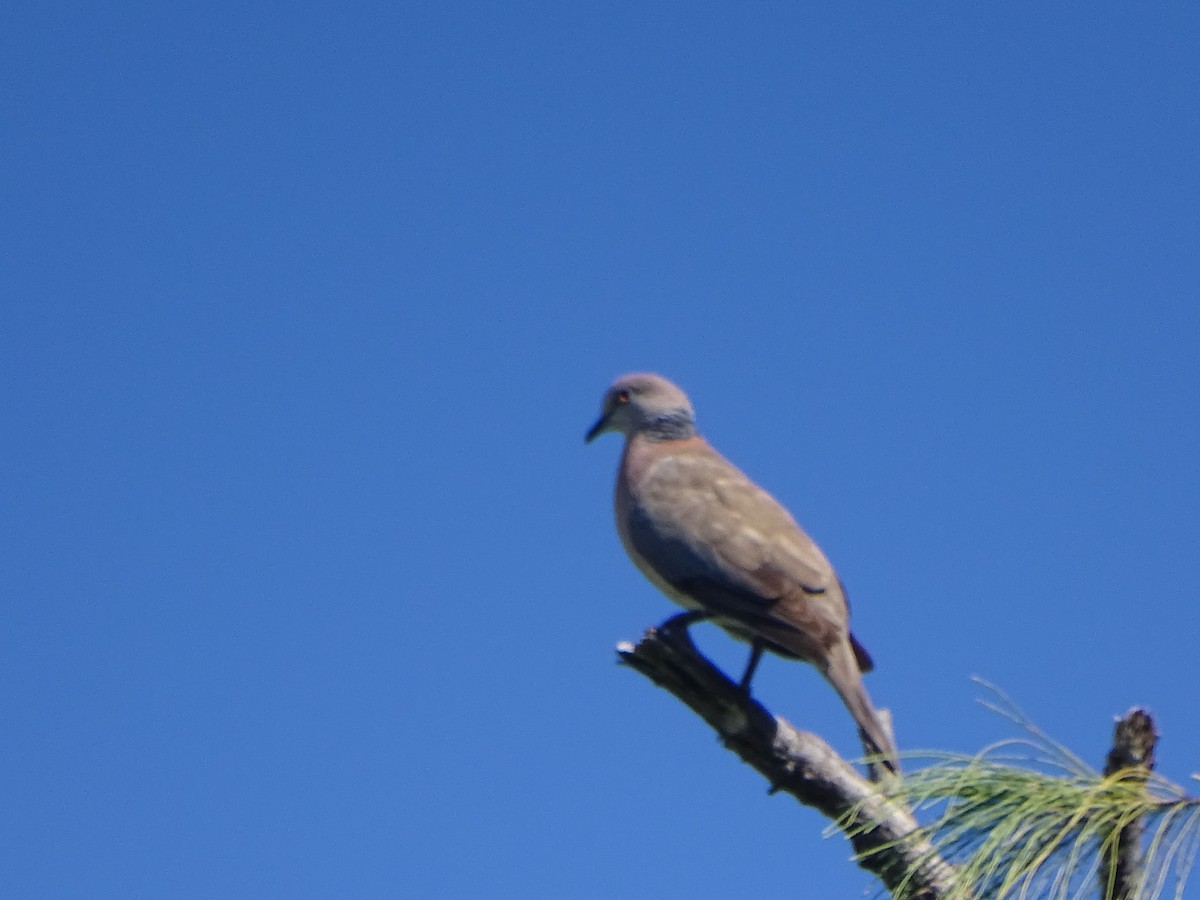 Philippine Collared-Dove - ML110802111