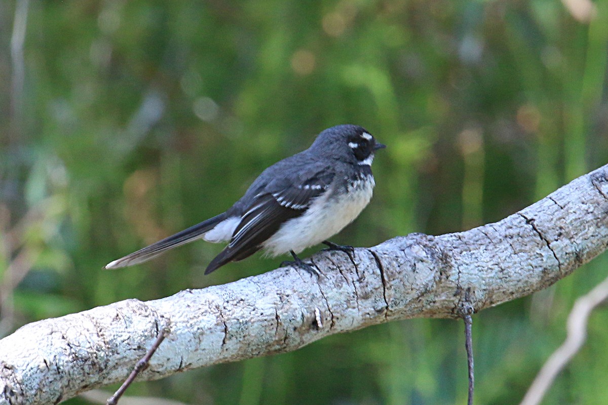 Gray Fantail (alisteri) - ML110803641