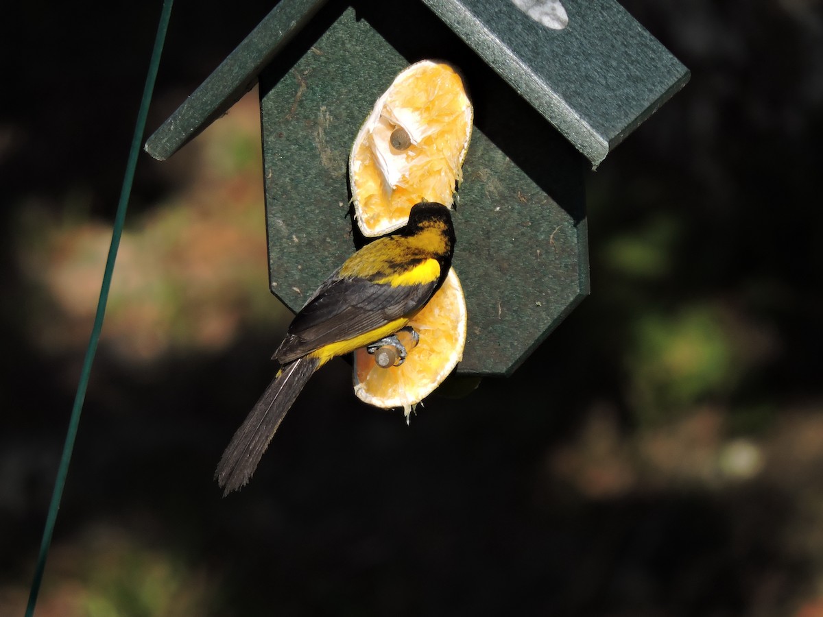 Black-cowled Oriole - ML110803861